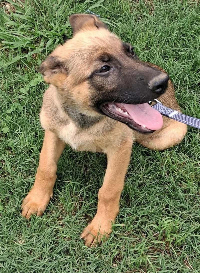 A baby large-sized male German Shepherd Dog dog named Ethan for adoption in Rome, GA