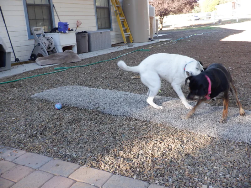 A young medium-sized female Tricolor (Brown, Black, & White) Cattle Dog dog named Dory for adoption in Chinle, AZ