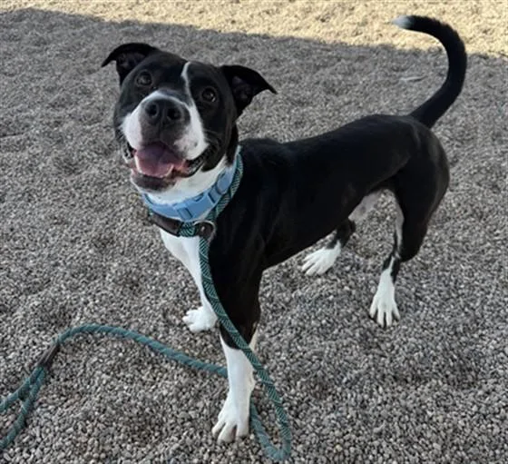 A young large-sized male Pit Bull Terrier dog named Bolt for adoption in Mesa, AZ