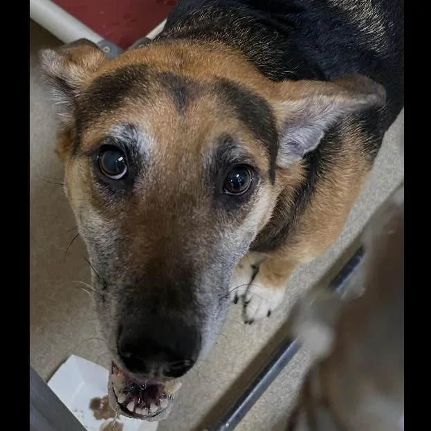 An adult medium-sized male Black German Shepherd Dog dog named Holiday for adoption in Galveston, TX