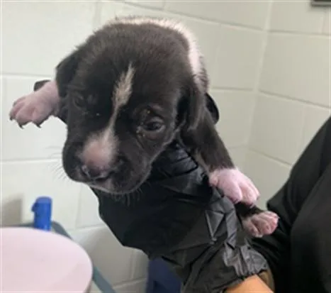 A baby small-sized male Pit Bull Terrier dog named Carnation for adoption in Corpus Christi, TX