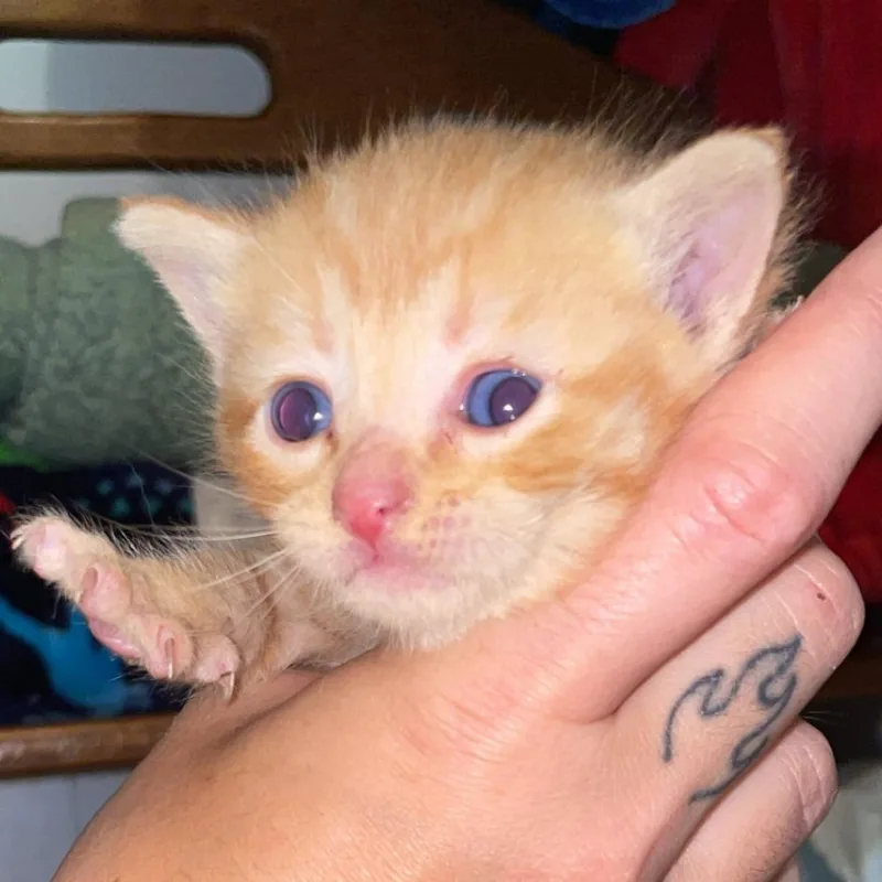 A baby small-sized male Orange / Red Domestic Short Hair cat named Xavier for adoption in Gloucester, VA