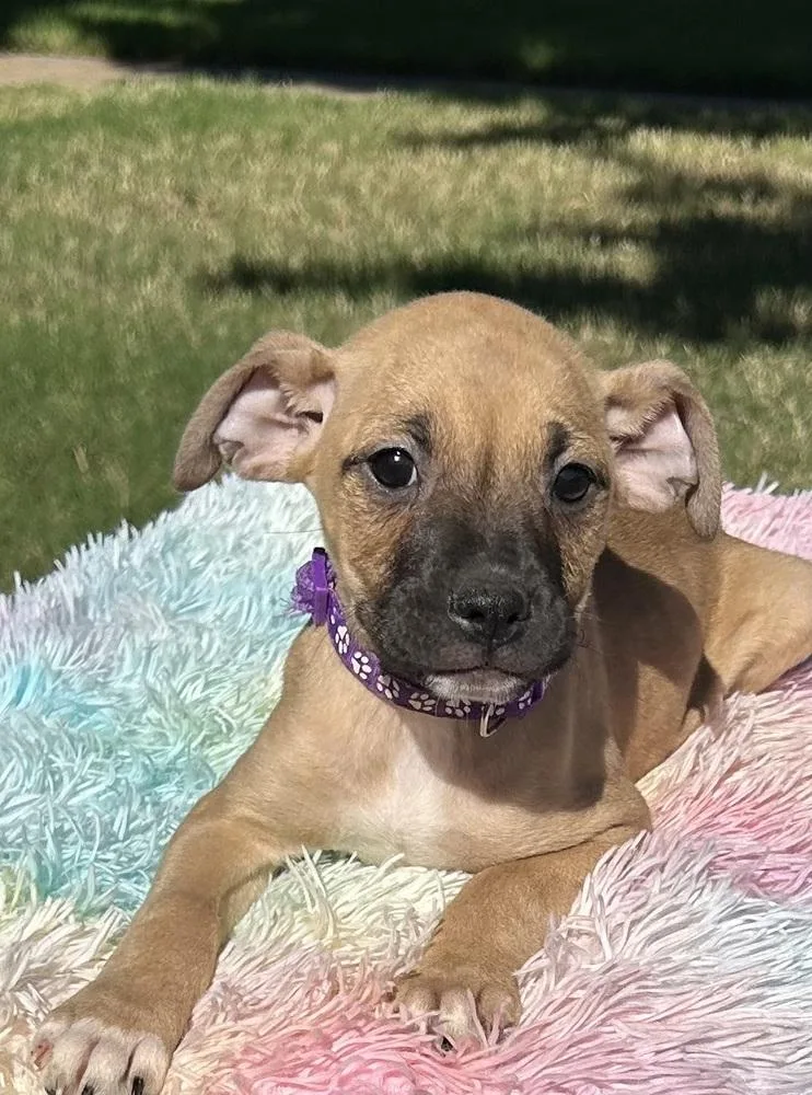 A baby medium-sized female Tricolor (Brown, Black, & White) Boxer dog named Scarlett  Raya’s Litter for adoption in Horn Lake, MS