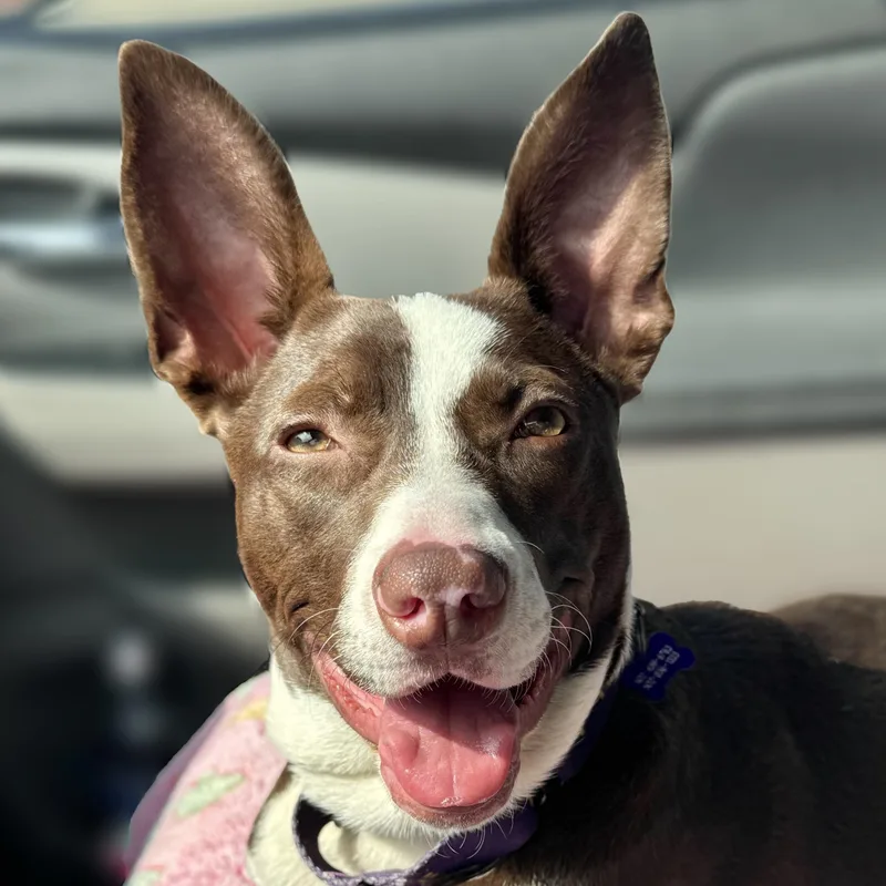 Rosalita thumbnail 2