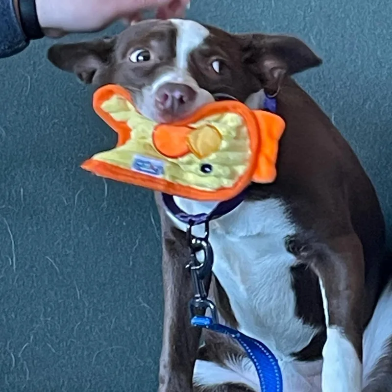 Rosalita thumbnail 3