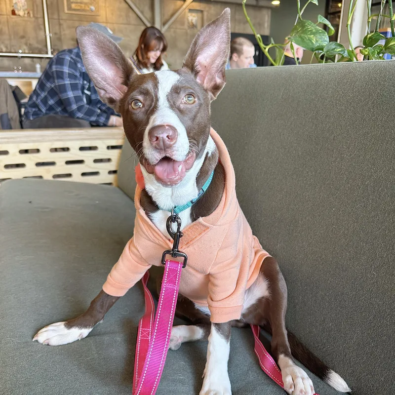 Rosalita thumbnail 4