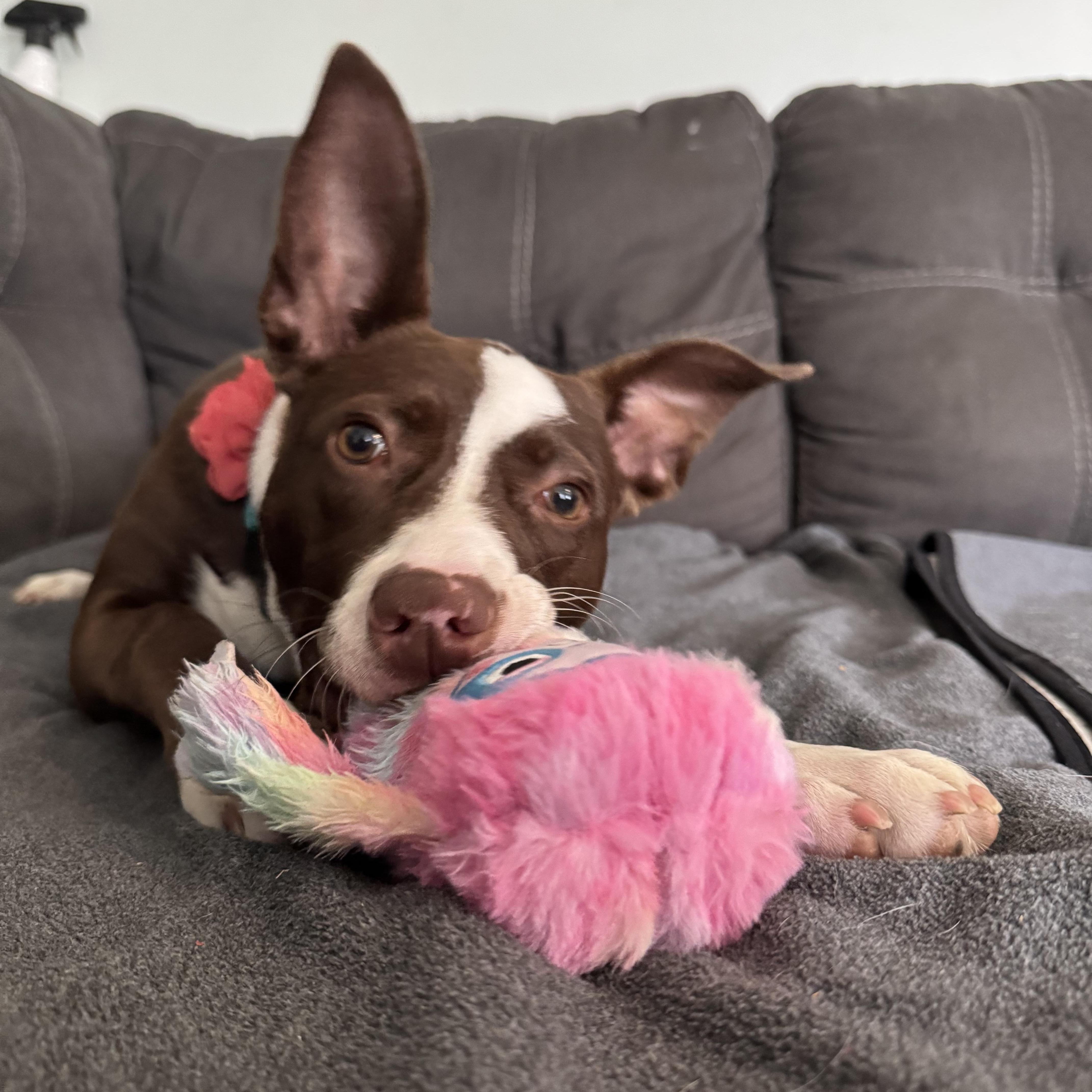 Rosalita thumbnail 5