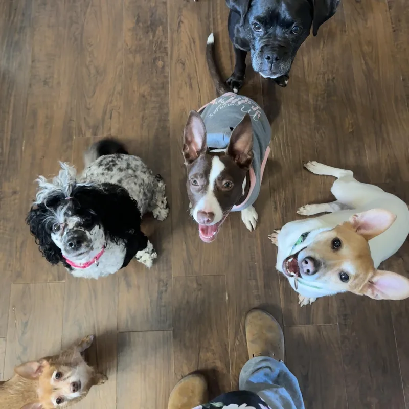 Rosalita thumbnail 6