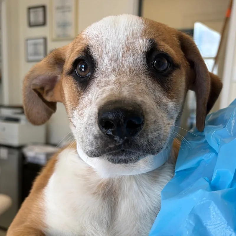A baby small-sized male Yellow / Tan / Blond / Fawn Cattle Dog dog named Tytus for adoption in Nashville, TN