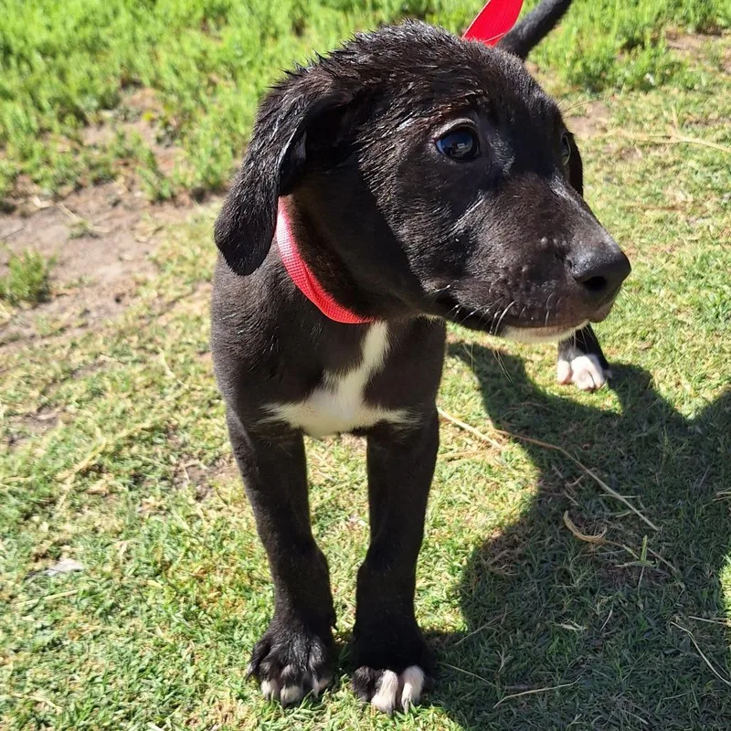 A baby medium-sized male Black Labrador Retriever dog named Gunner for adoption in Austin, TX