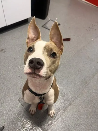 An adult medium-sized male Mixed Breed dog named Rex for adoption in West Chester, PA