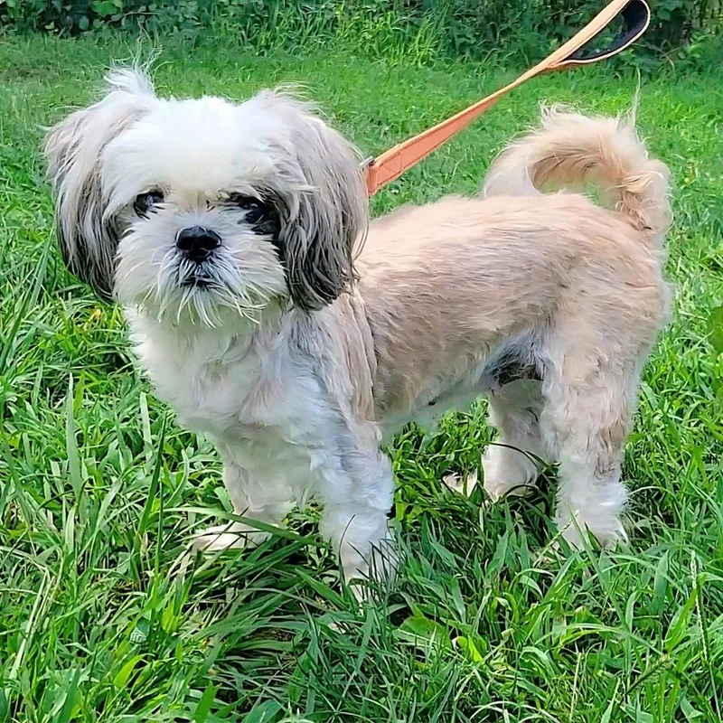 A senior small-sized female Lhasa Apso dog named Padme for adoption in Severn, MD