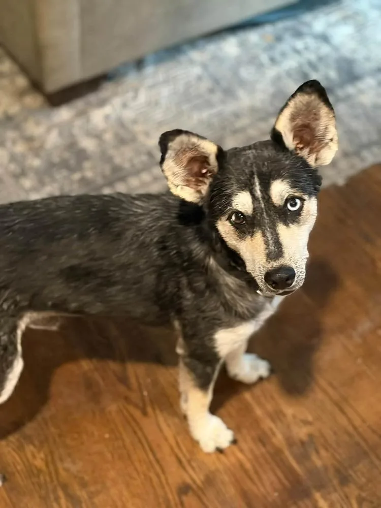 Chupa