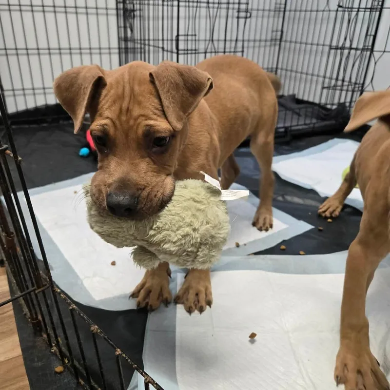 A baby medium-sized male Yellow / Tan / Blond / Fawn Terrier dog named Maui for adoption in Jarrettsville, MD