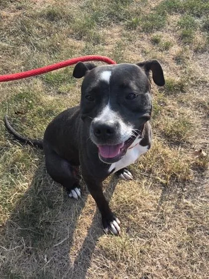 A young medium-sized female Pit Bull Terrier dog named Minka for adoption in Westland, MI