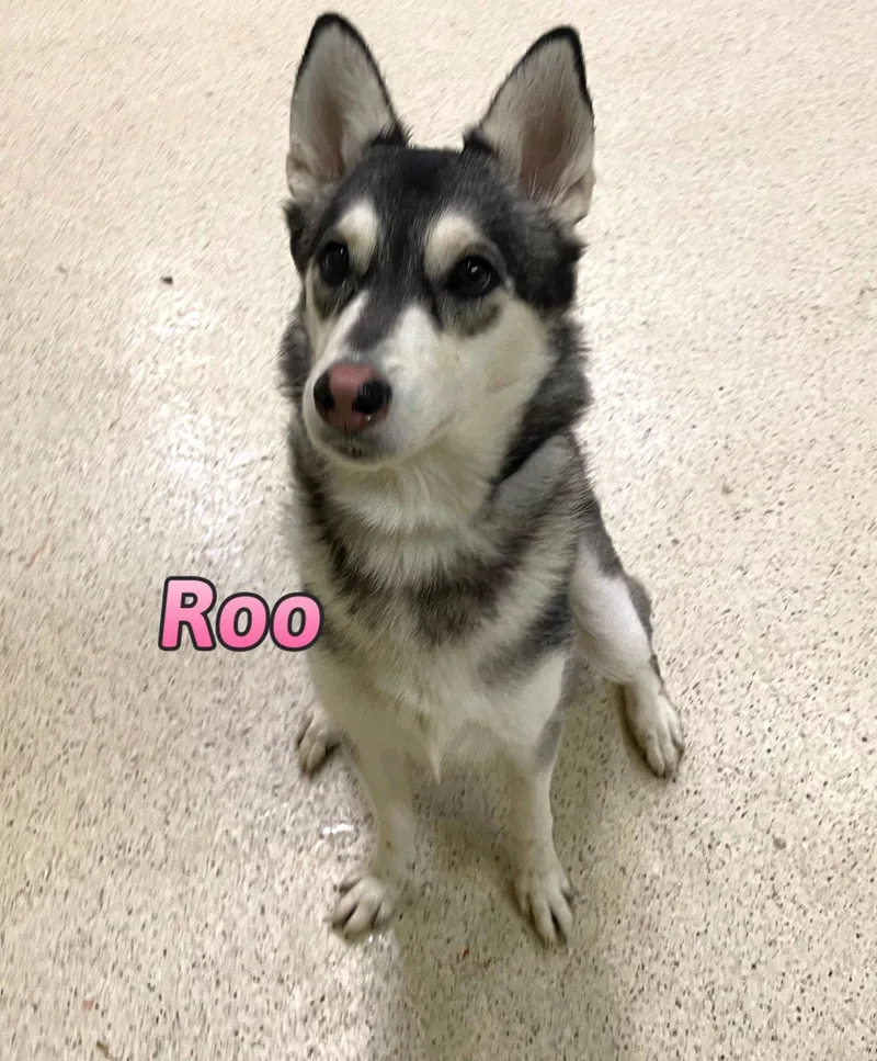 Roo