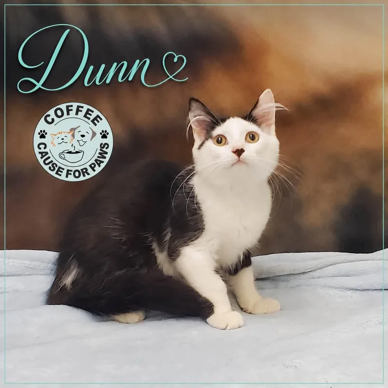 Dunn