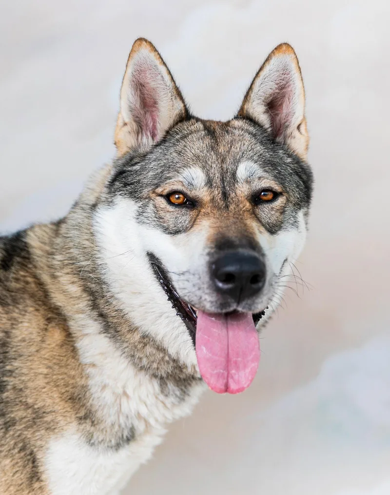 An adult large-sized female Siberian Husky dog named Willa for adoption in Pasadena, CA