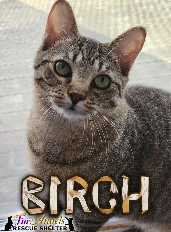 Birch & Little Richard thumbnail 2