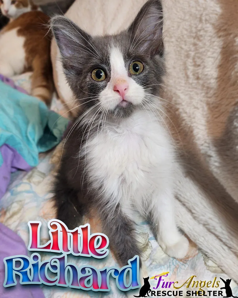 Birch & Little Richard thumbnail 3