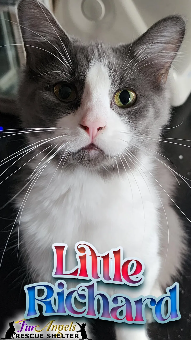 Birch & Little Richard thumbnail 6