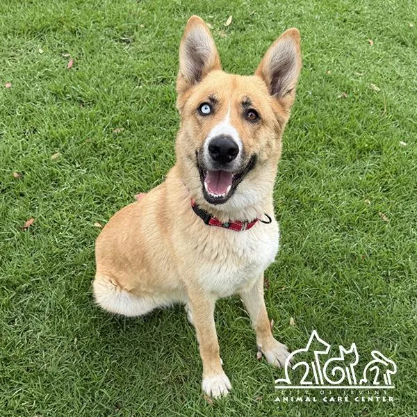 An adult large-sized female German Shepherd Dog dog named Quinn for adoption in Irvine, CA