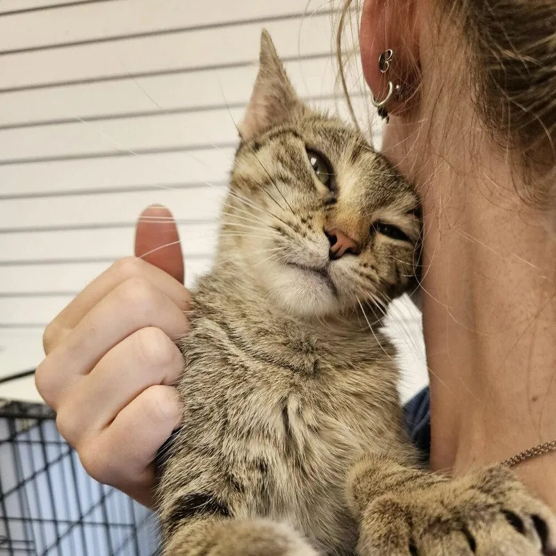An adult medium-sized female Domestic Short Hair cat named Tulip for adoption in Candler, NC
