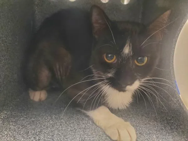 An adult medium-sized female Domestic Short Hair cat named Whimsey for adoption in Staten Island, NY