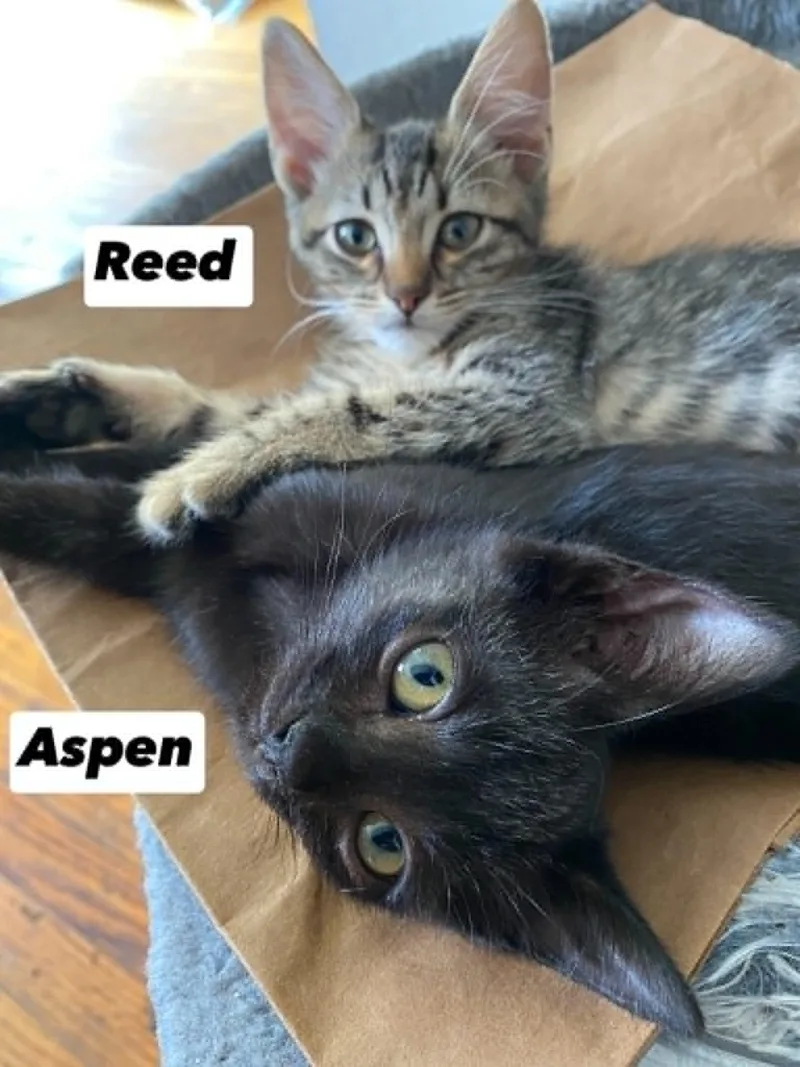 A baby medium-sized male Domestic Short Hair cat named Reed & Aspen for adoption in Westfield, MA