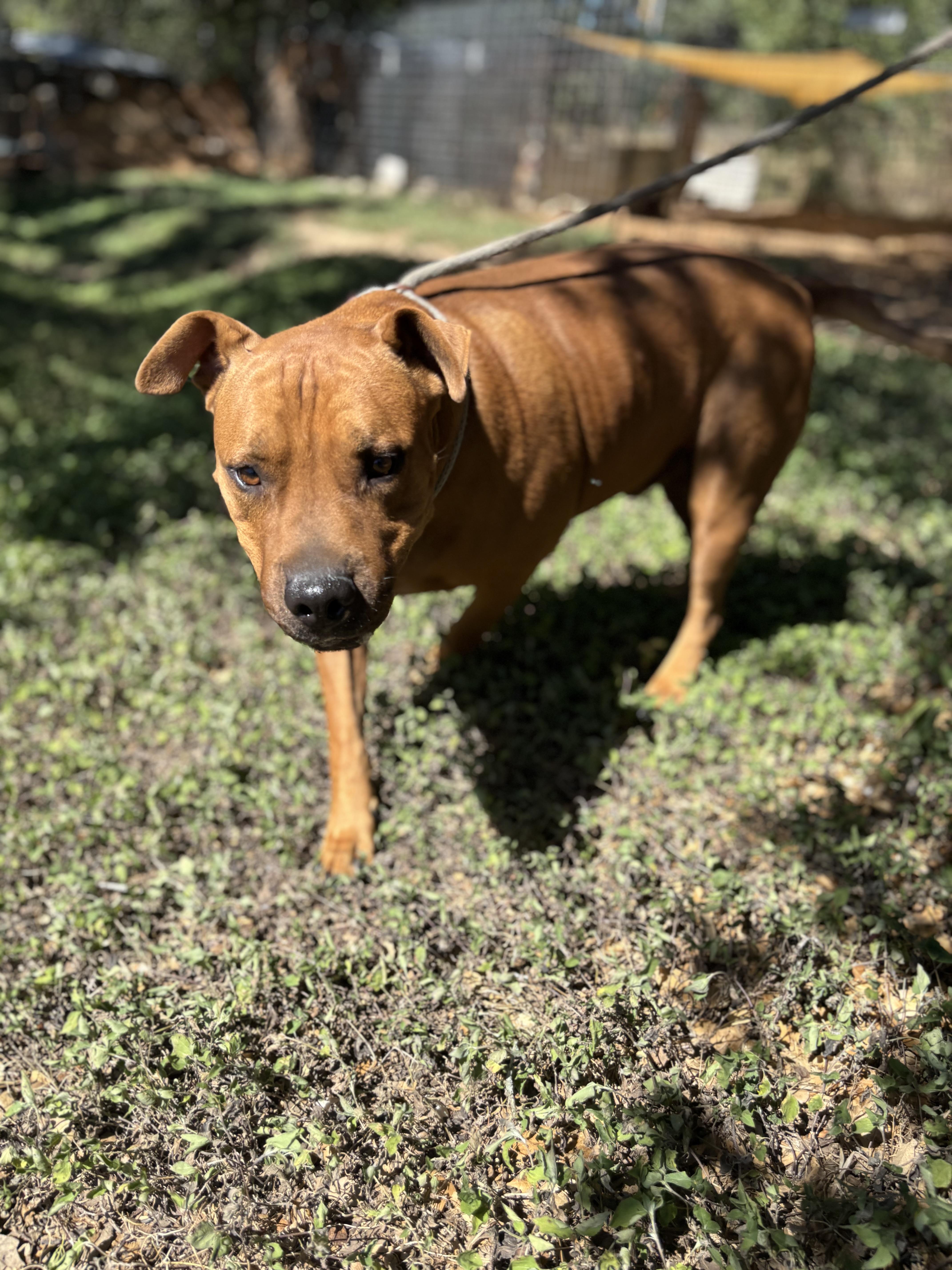 An adult large-sized male Mixed Breed dog named Ringo for adoption in Blanco, TX