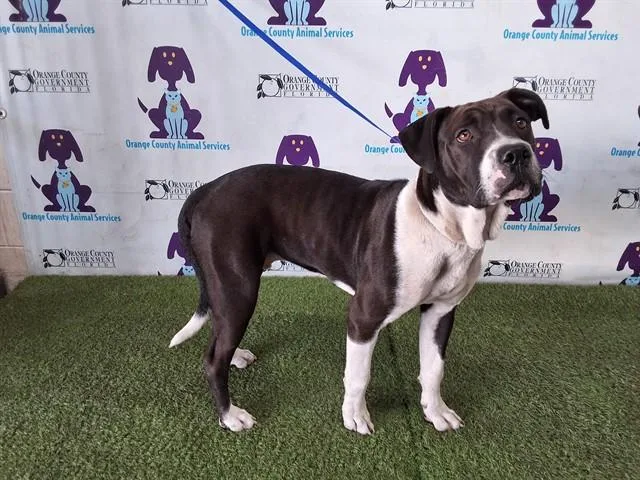 A young small-sized male Mastiff dog named Orbit for adoption in Orlando, FL
