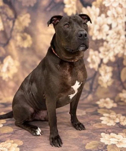 An adult large-sized male Cane Corso dog named Buster for adoption in Aurora, NE