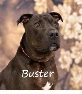Buster thumbnail 2