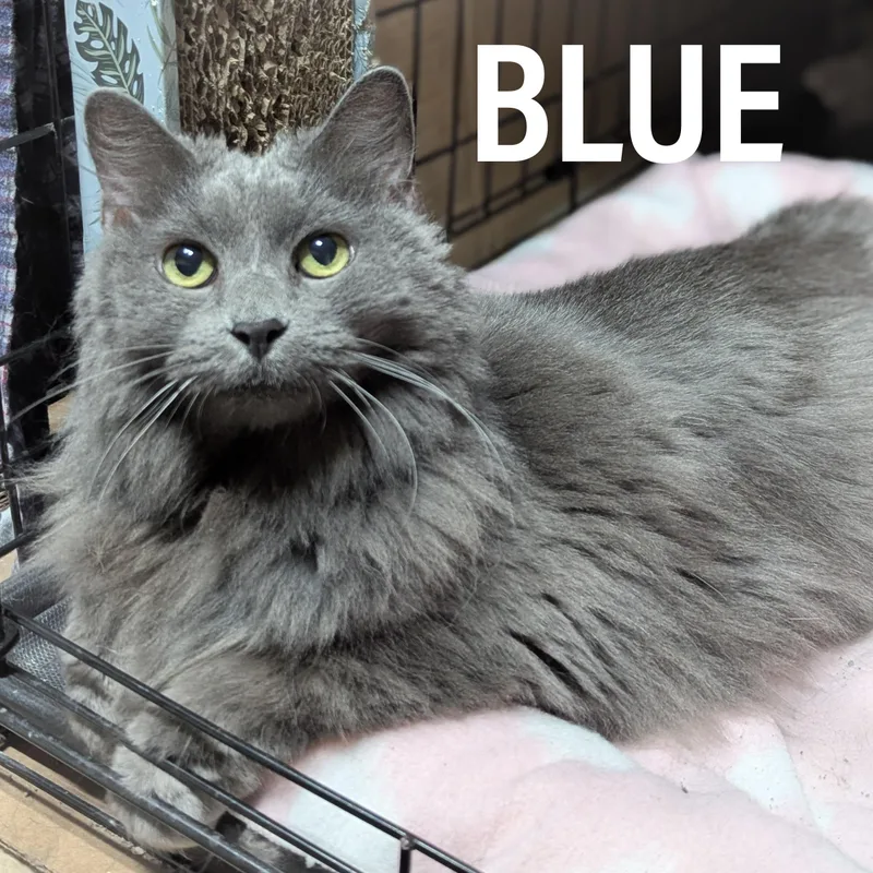 Blue thumbnail 4