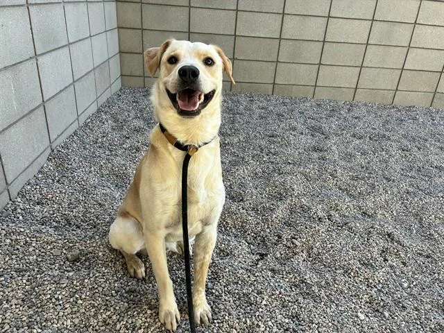 A young large-sized male Labrador Retriever dog named Coco for adoption in Mesa, AZ