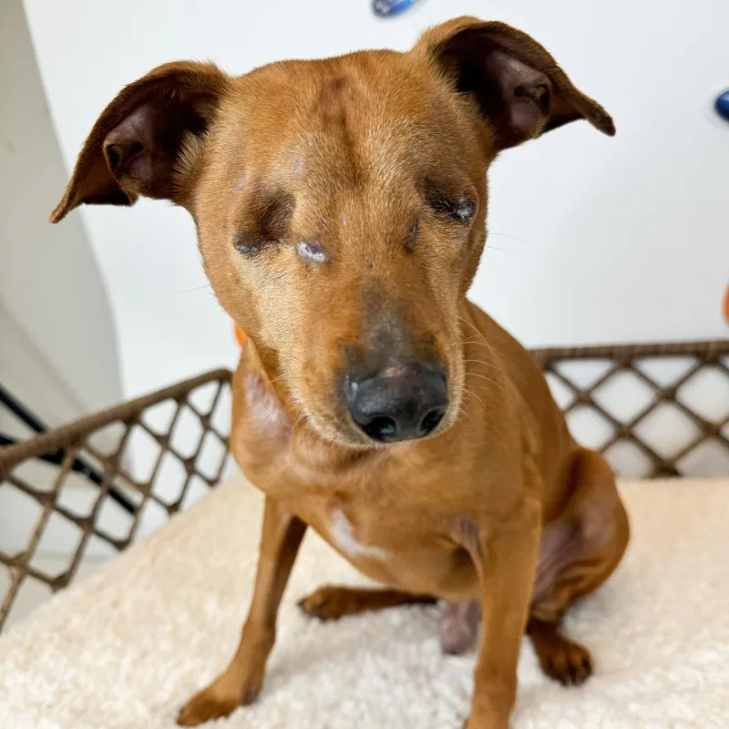 An adult small-sized male Brown / Chocolate Miniature Pinscher dog named Moose for adoption in Fort Wayne, IN