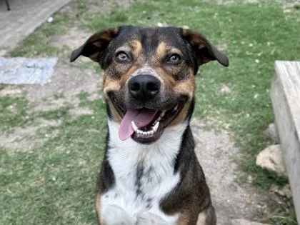 An adult large-sized male Tricolor (Brown, Black, & White) Mixed Breed dog named Dustin for adoption in Georgetown, TX