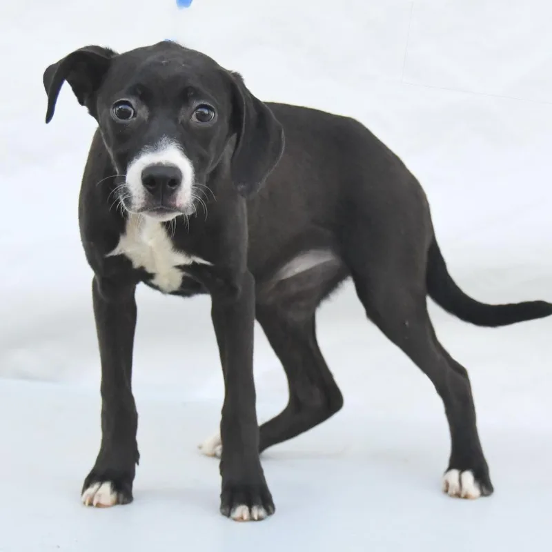 A baby medium-sized female Black Labrador Retriever dog named Pollie for adoption in South Elgin, IL