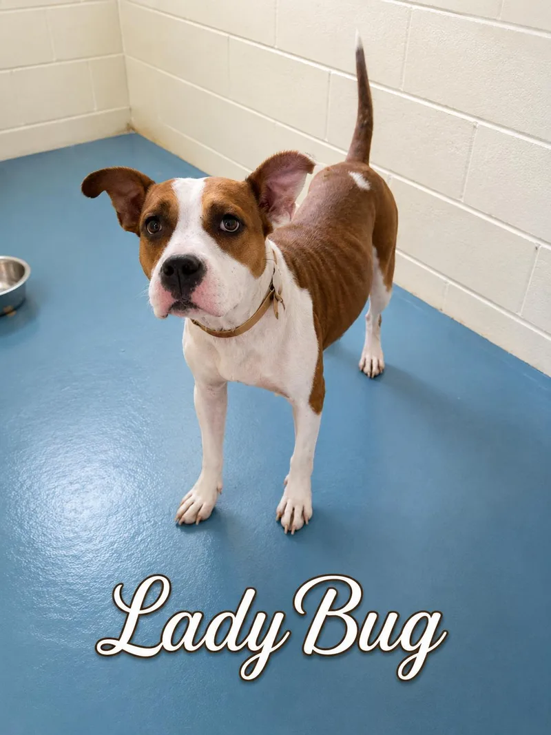 Ladybug