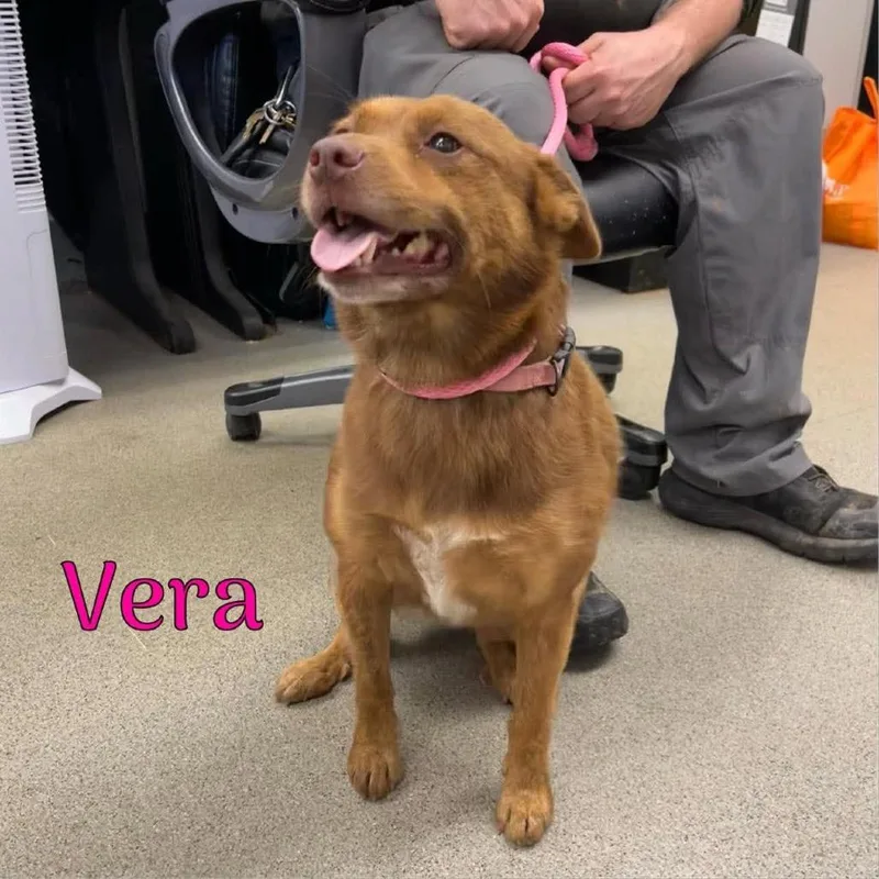 An adult medium-sized female Terrier dog named Vera for adoption in Oak Ridge, TN