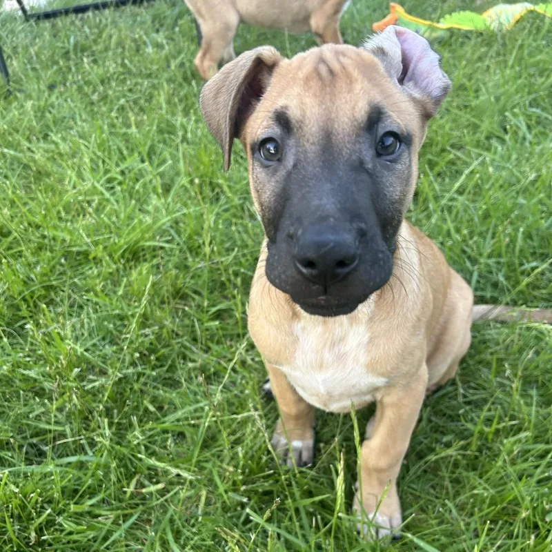 A baby small-sized male Brown / Chocolate Mixed Breed dog named Ranch for adoption in Wheeling, IL