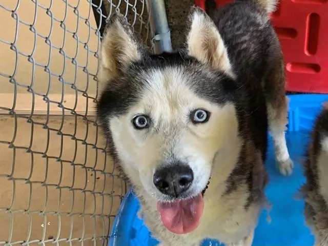 An adult large-sized male Siberian Husky dog named Gordo for adoption in Moreno Valley, CA
