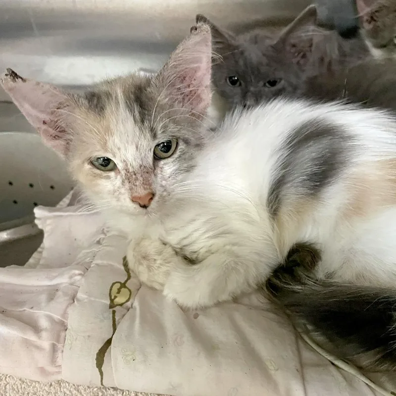 A baby small-sized female White Domestic Short Hair cat named Milly for adoption in Austin, TX