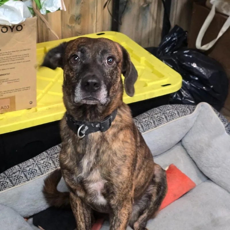 An adult medium-sized male Labrador Retriever dog named Peanut D for adoption in Minnetonka, MN
