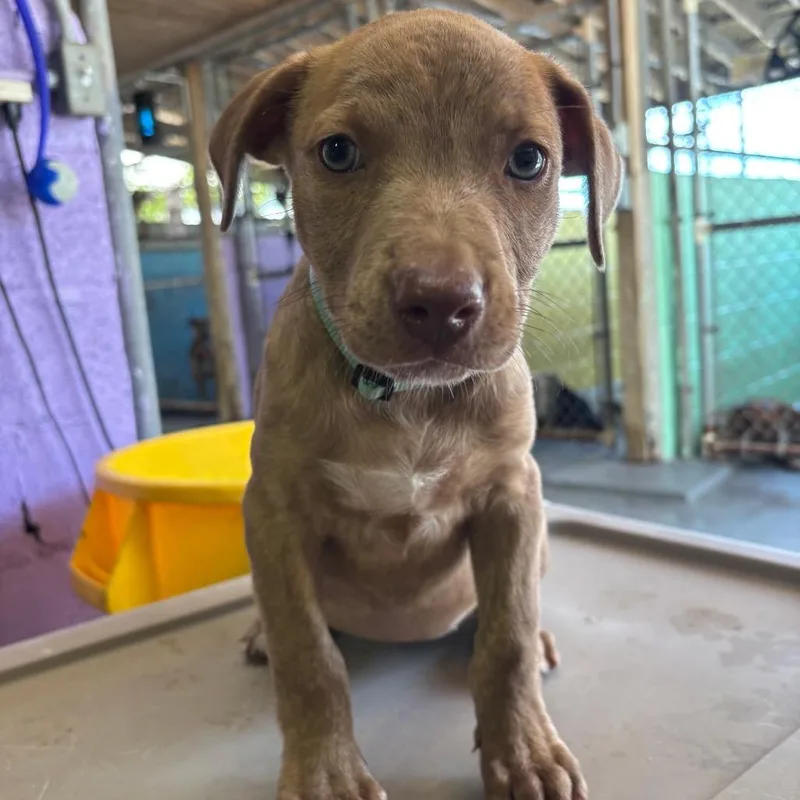 A baby medium-sized female Brindle Labrador Retriever dog named Flamboyant for adoption in Griswold, CT