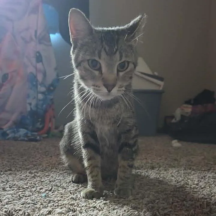 An adult medium-sized female Brown / Chocolate Domestic Short Hair cat named Vegas for adoption in Buffalo, MN