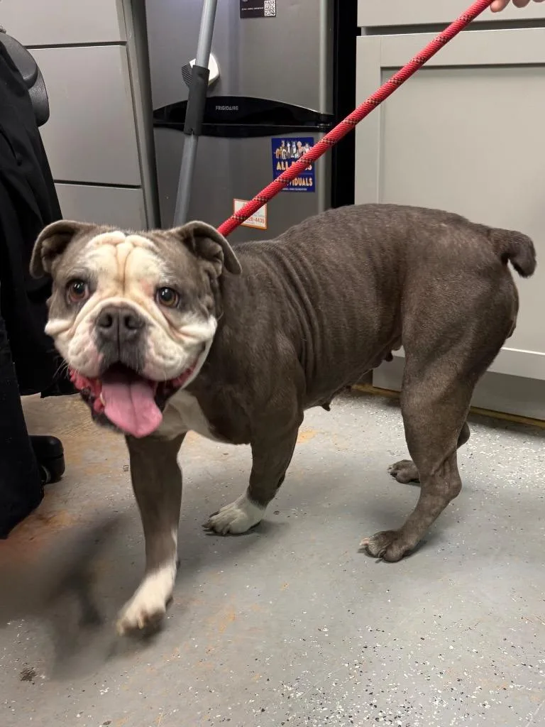 An adult medium-sized female English Bulldog dog named Brooklyn for adoption in Rockport, TX