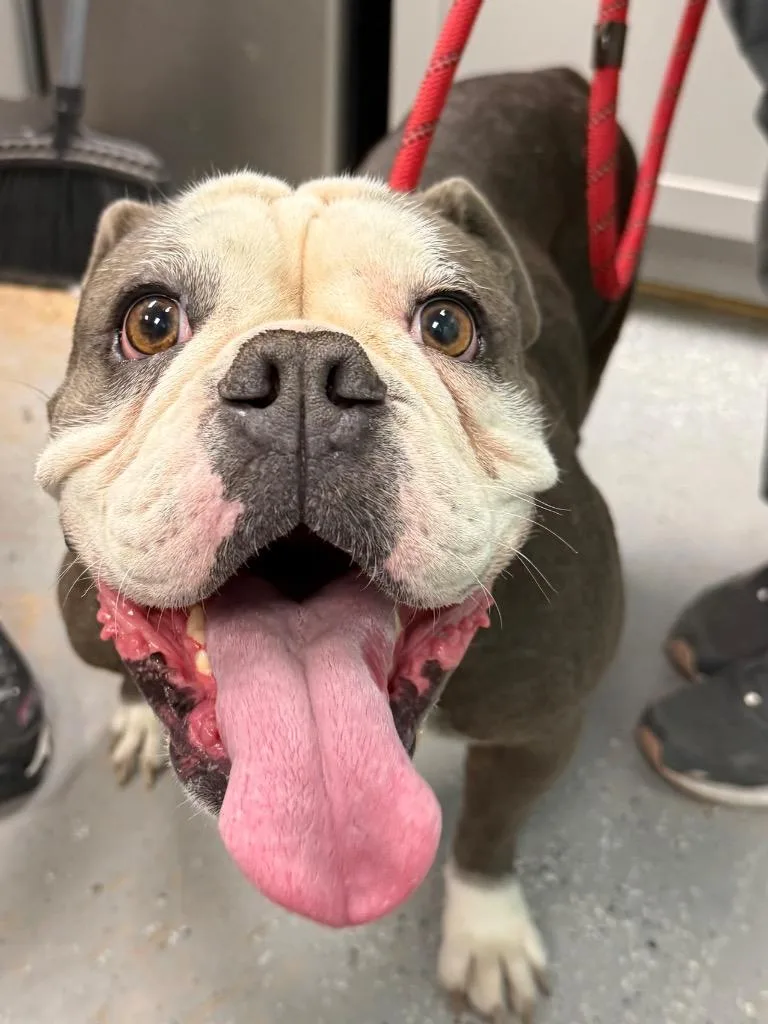 Brooklyn thumbnail 2