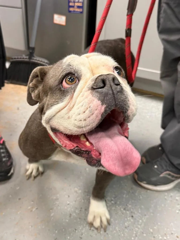 Brooklyn thumbnail 3