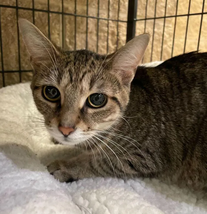 A young medium-sized female Domestic Short Hair cat named Hermione for adoption in Jackson, MI
